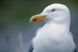 Чайка довелося танцювати, щоб отримати їжу Чайка довелося танцювати, щоб отримати їжу